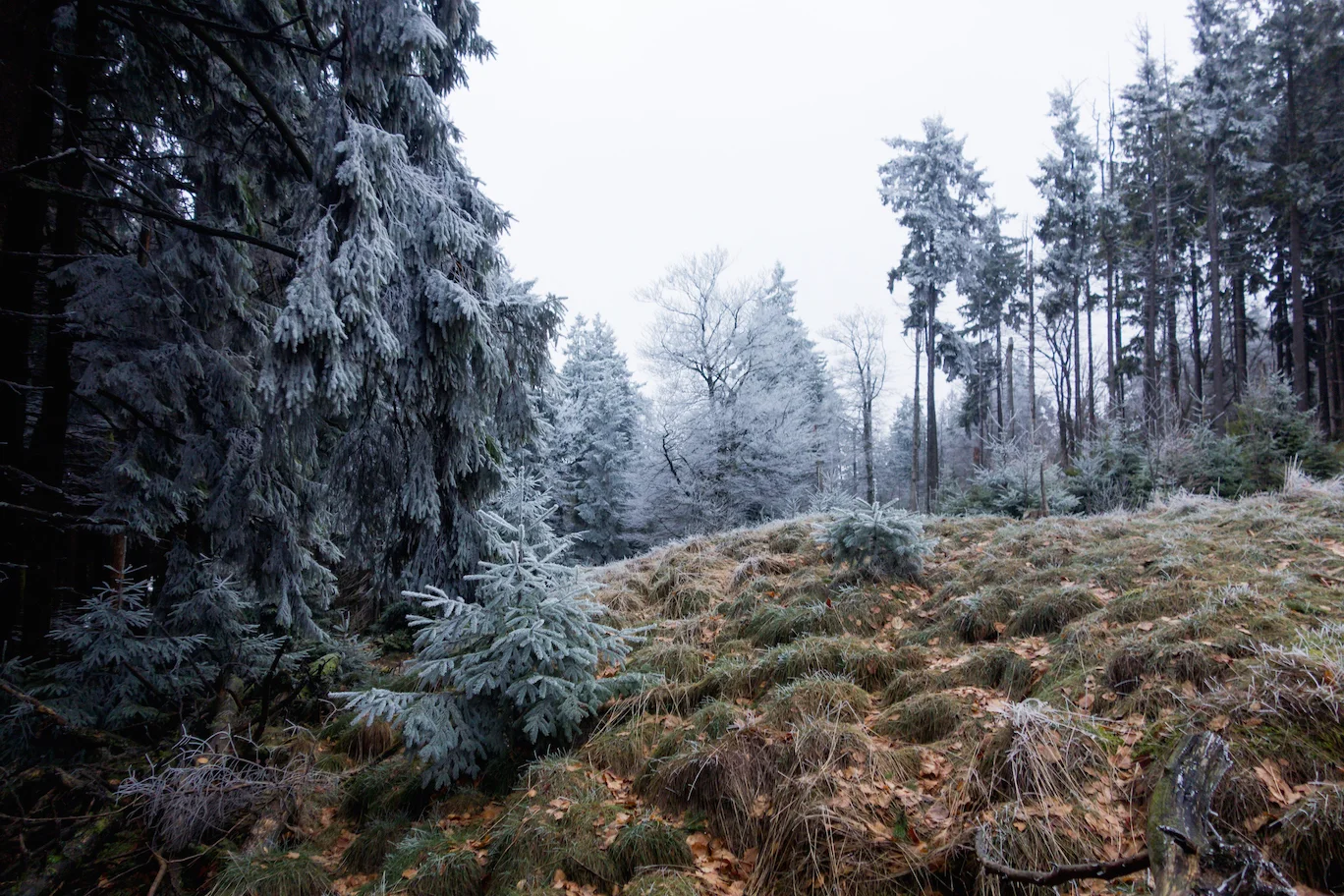 Taunus, early winter morning, 2018.