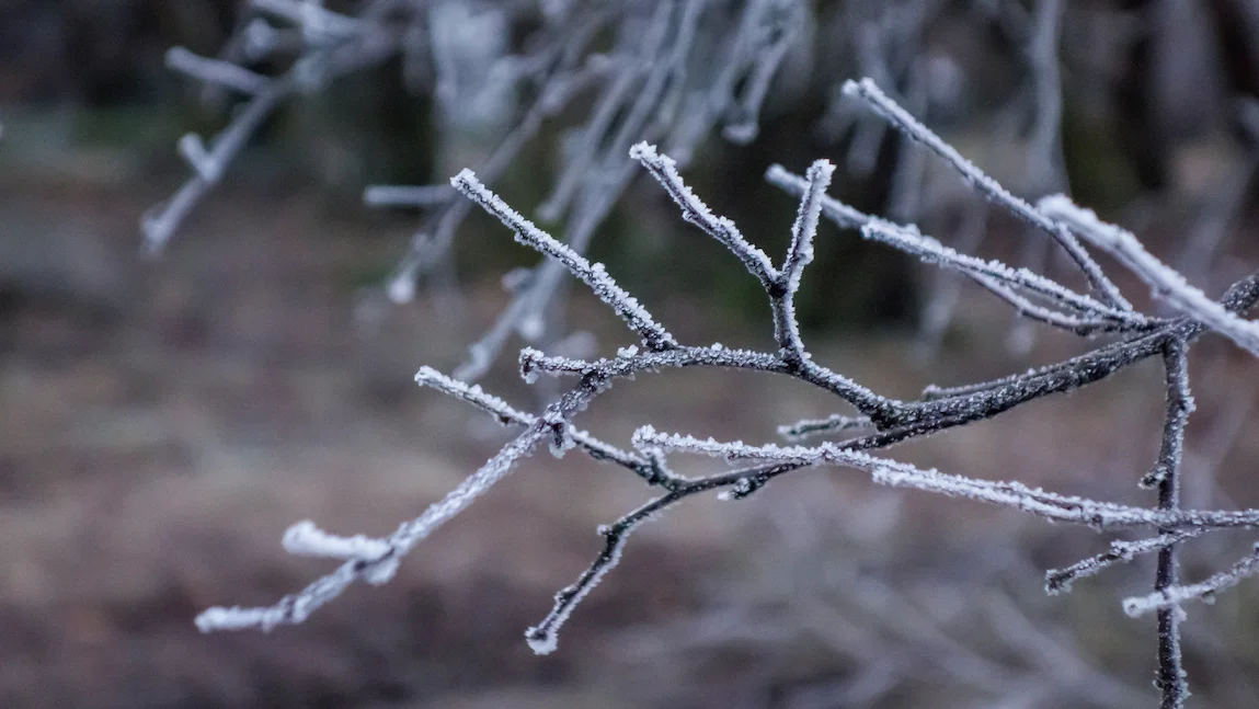 Winter twigs.