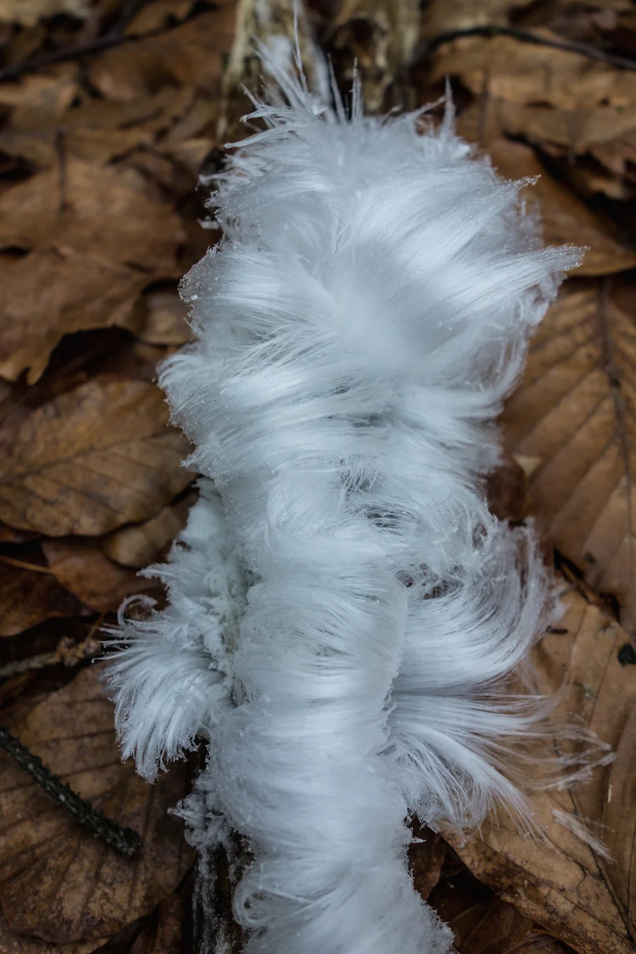 Rare occurence of Hair ice , Taunus