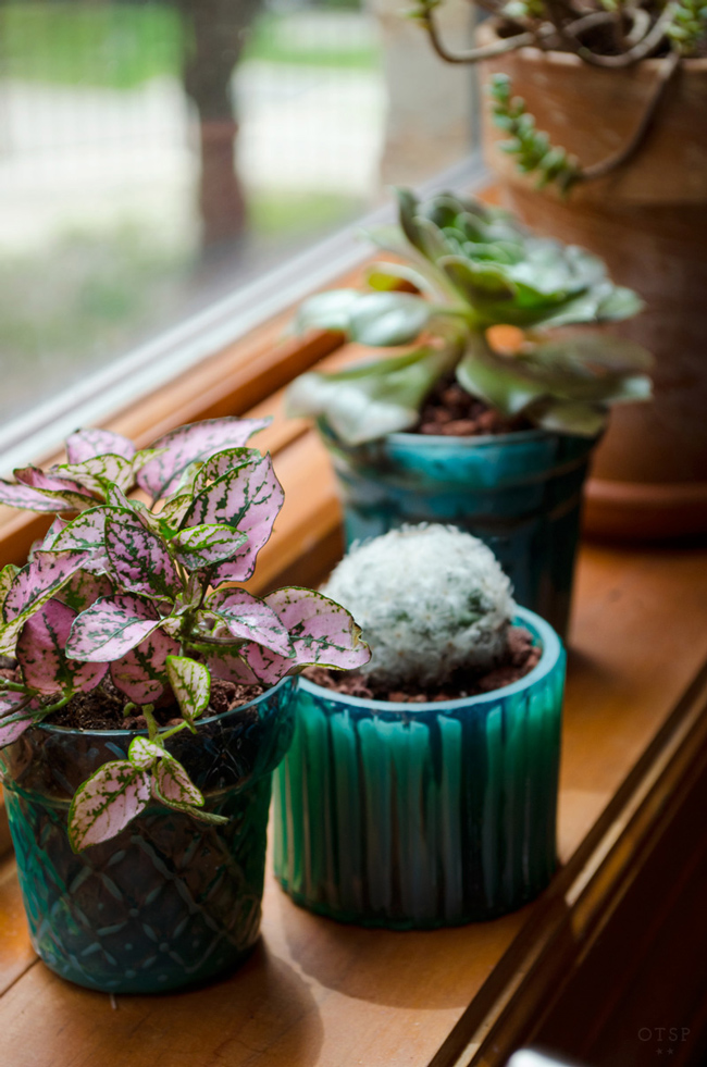 Windowsill Series : Tealight Plant Trio DIY, Windowsill plants