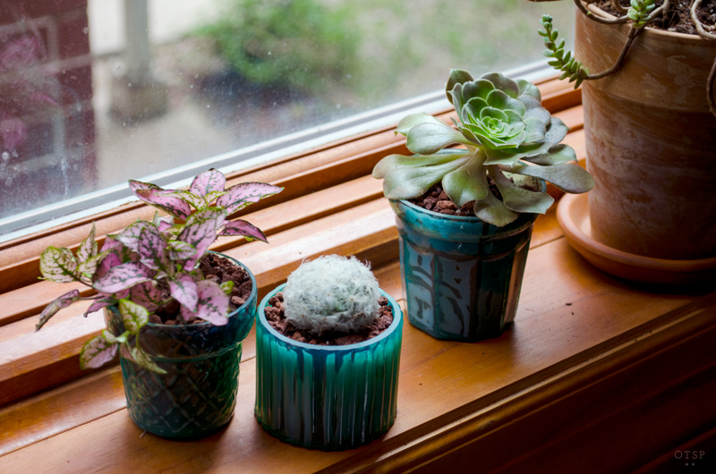 Windowsill Series : Tealight Plant Trio DIY, Windowsill plants