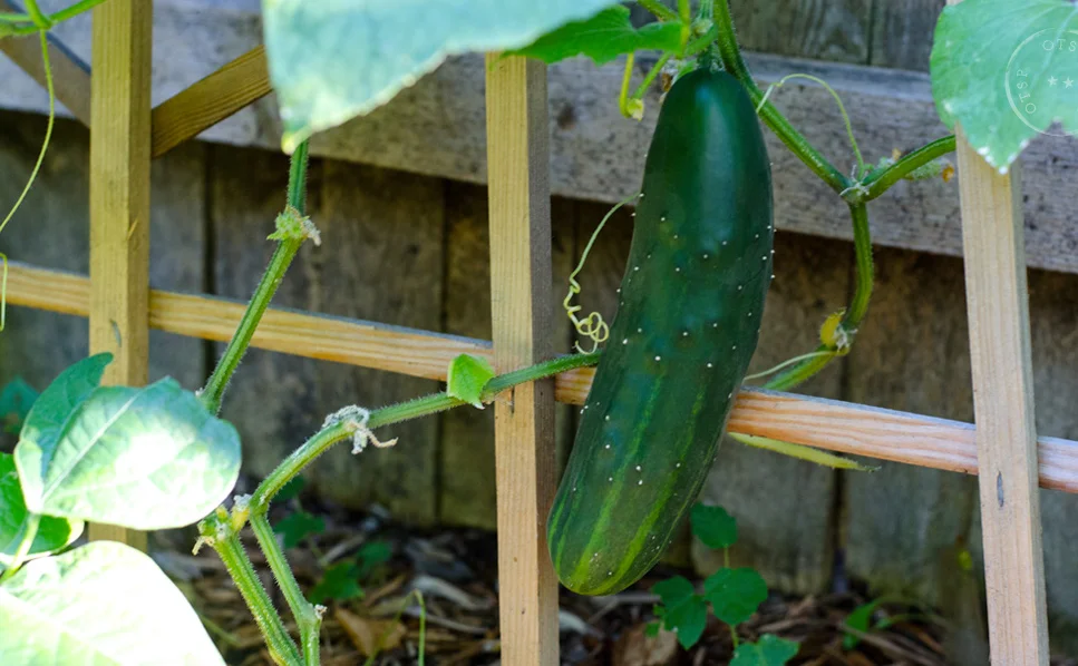 Hello there! The first cucumber to be harvested this year.