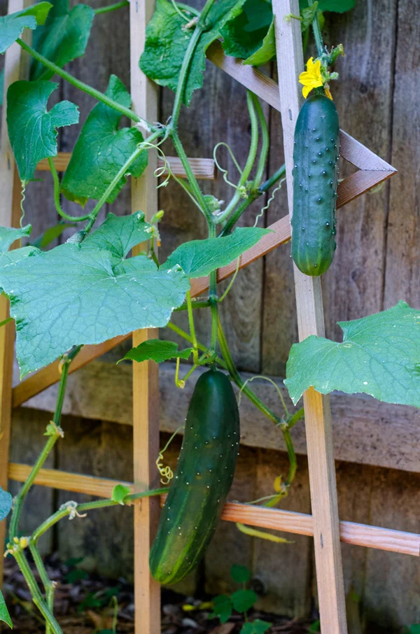 cucumber3.jpg
