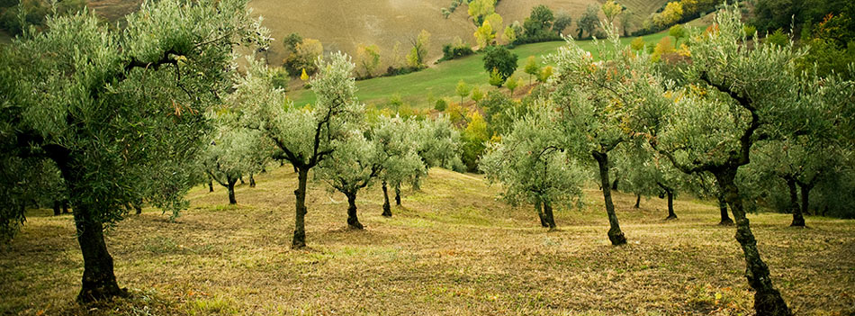  Nudo-Italia Adopt a Tree&nbsp; 