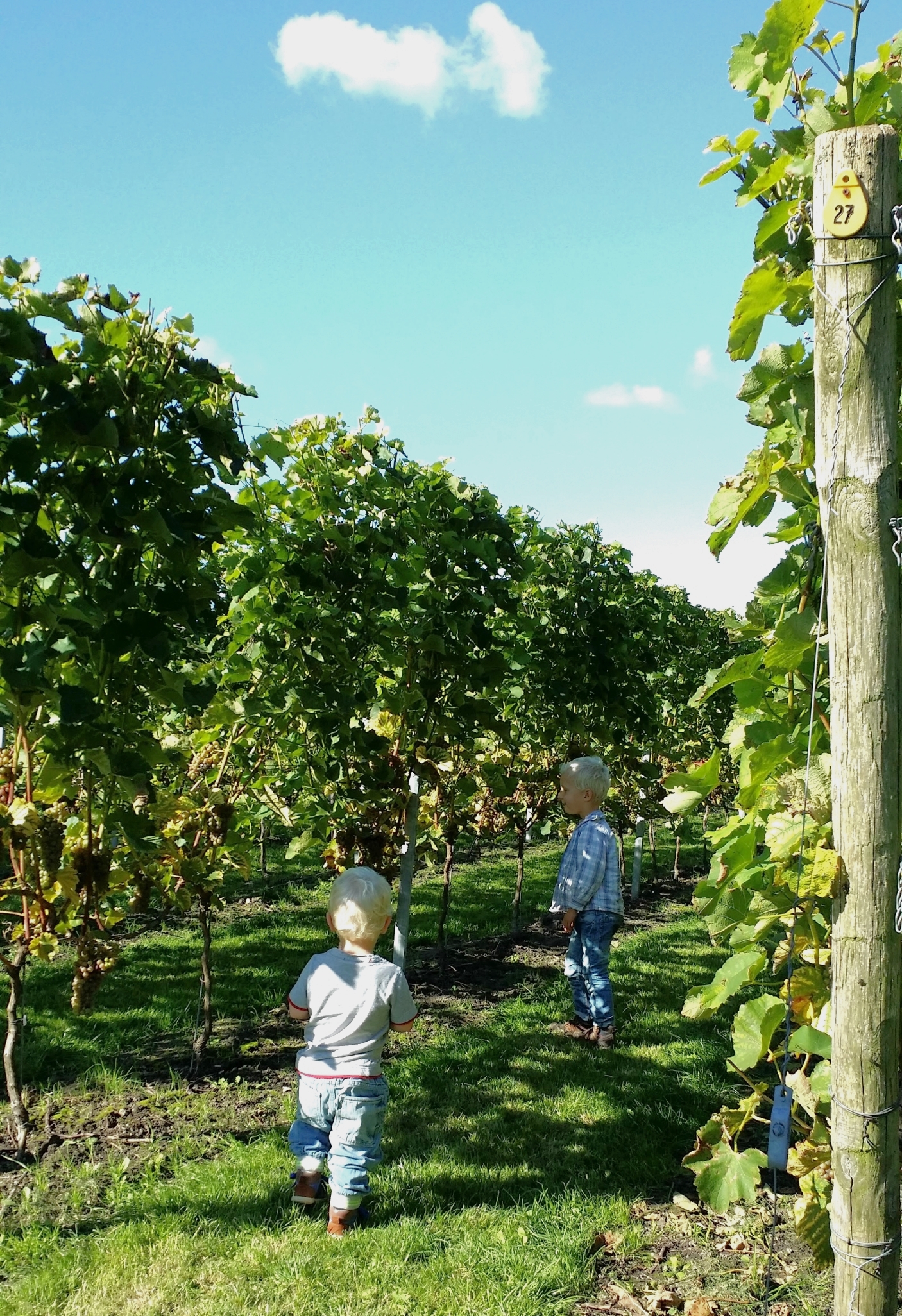 Saalhoff Vineyard, Wijnaard Saalhoff for kids