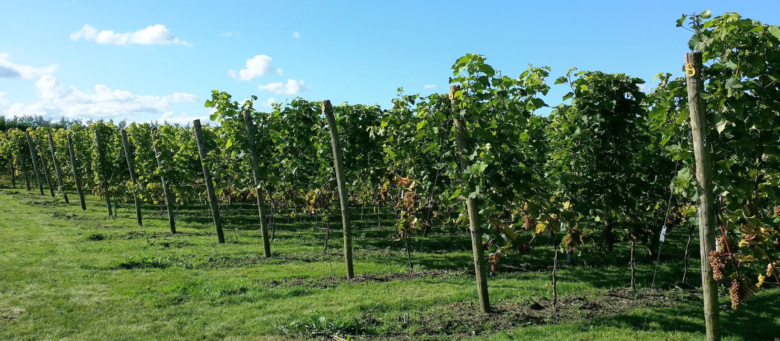 Saalhoff Vineyard, Wijnaard Saalhoff