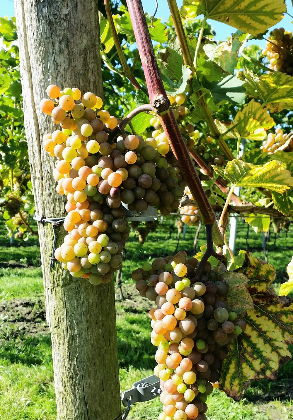 Saalhoff Vineyard, Wijnaard Saalhoff