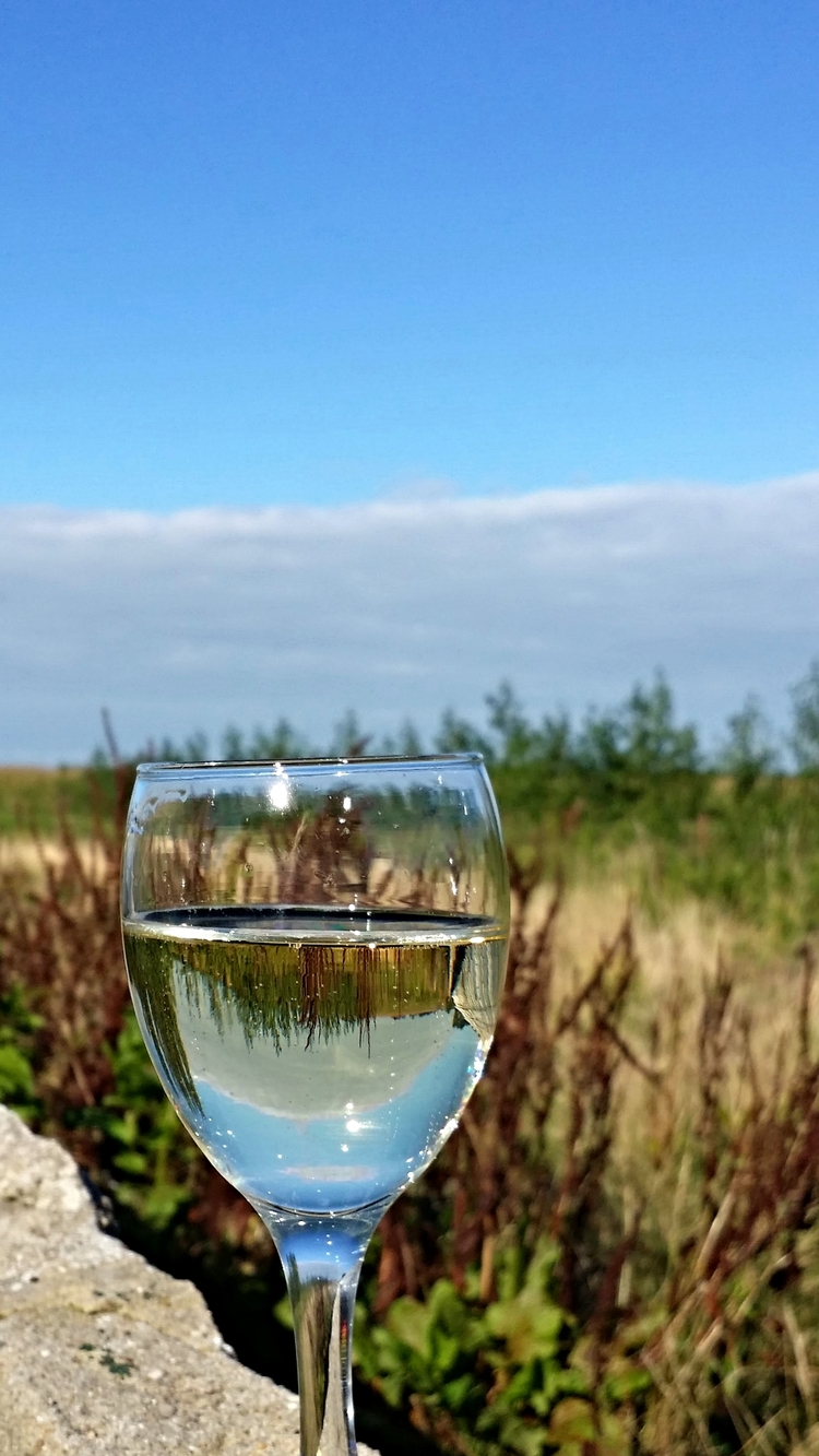 Saalhoff Vineyard, Wijnaard Saalhoff