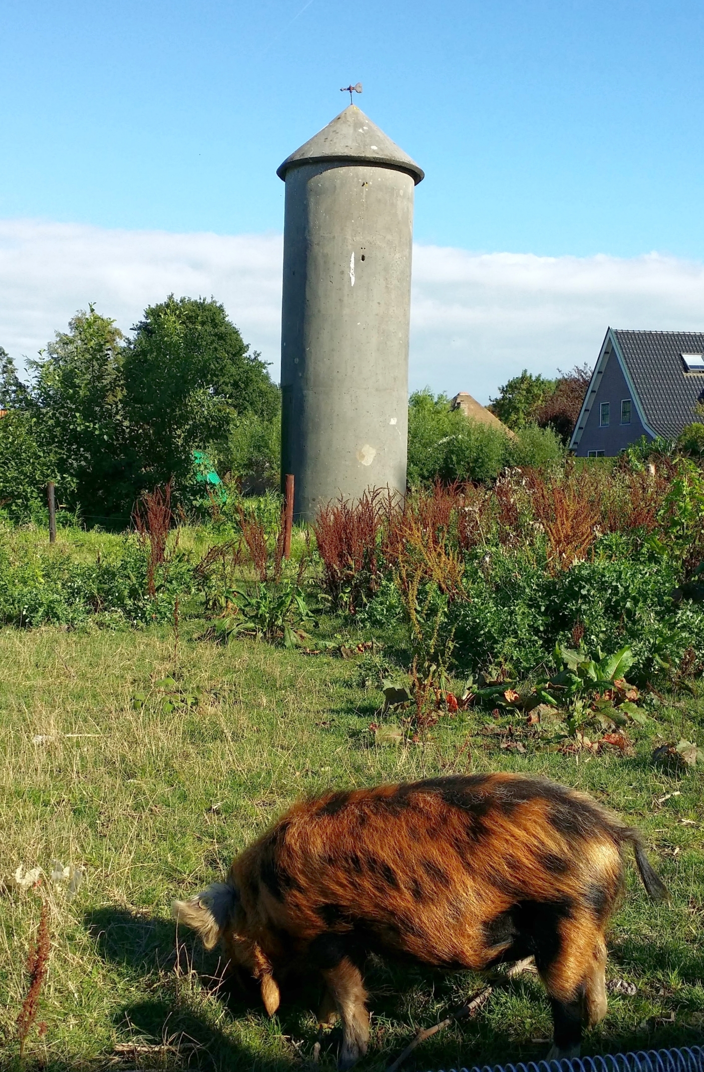 Saalhoff Vineyard, Wijnaard Saalhoff