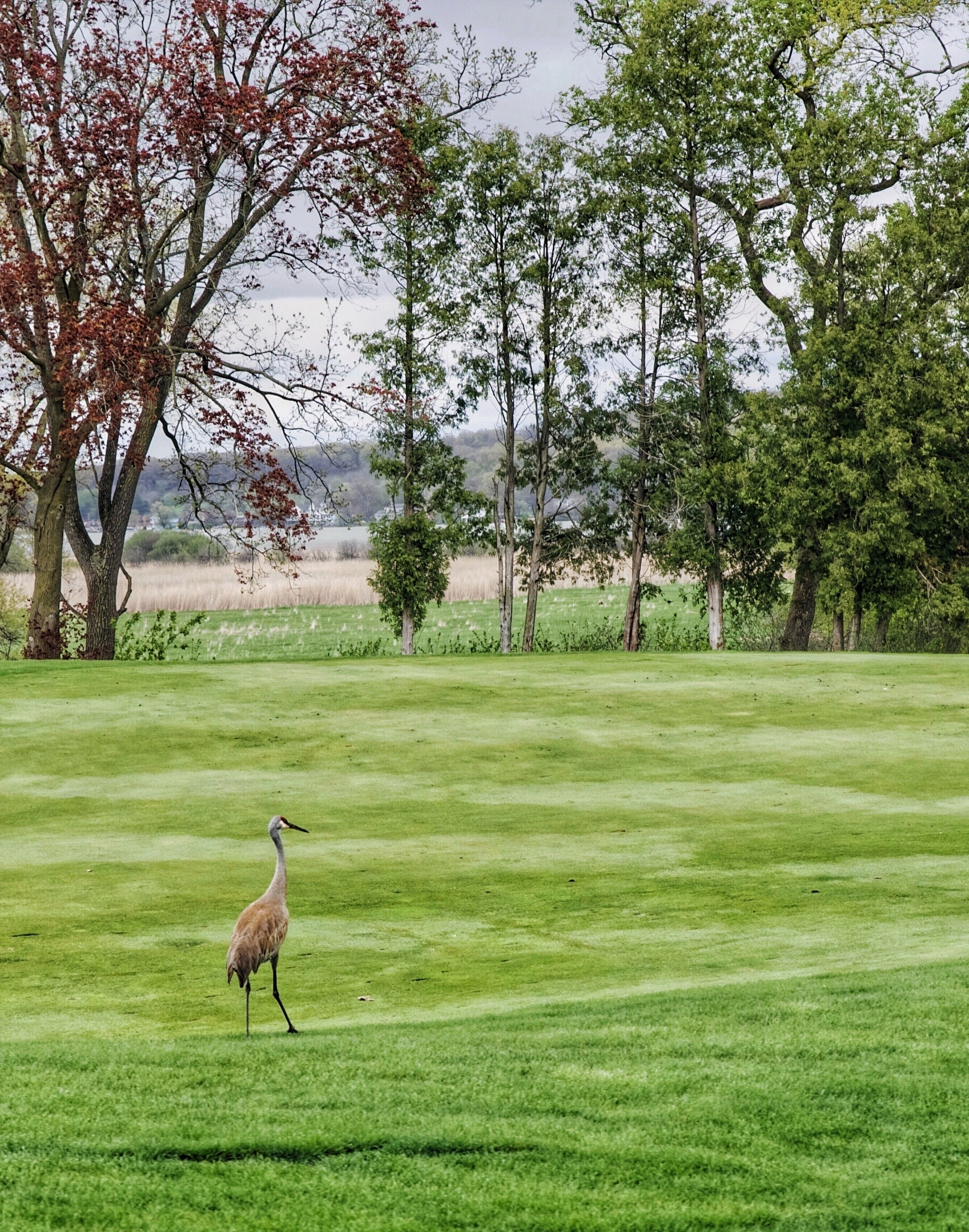 geneva national golf club