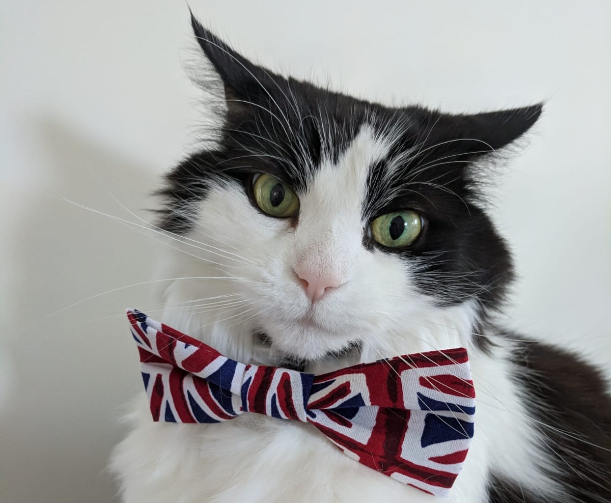 Bildergebnis für brexit cat