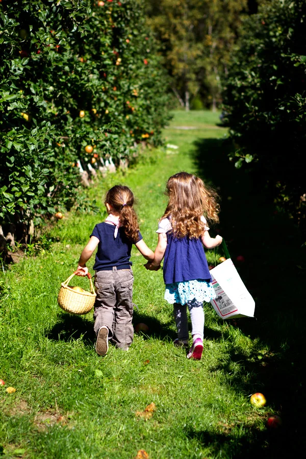 Apple Picking