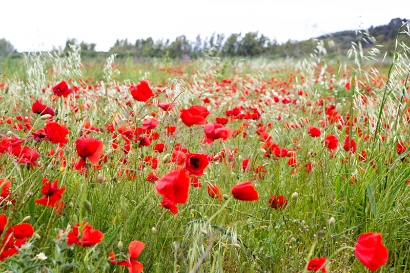 Les coquelicots, France
