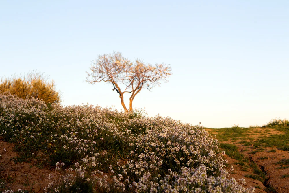 Spring Blossoms, March in Sicily