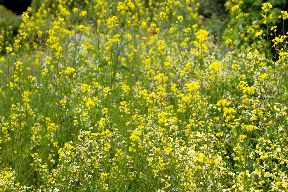 Fleurs des prés, Ireland