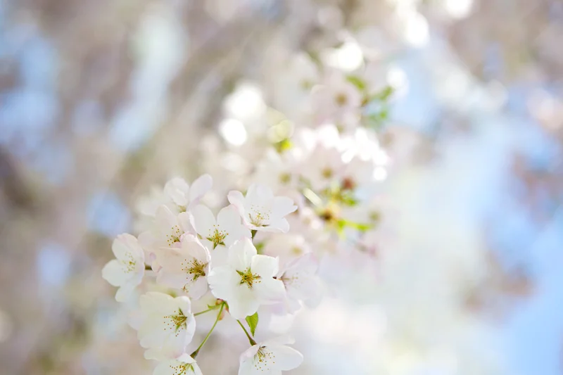 Fleurs printanières