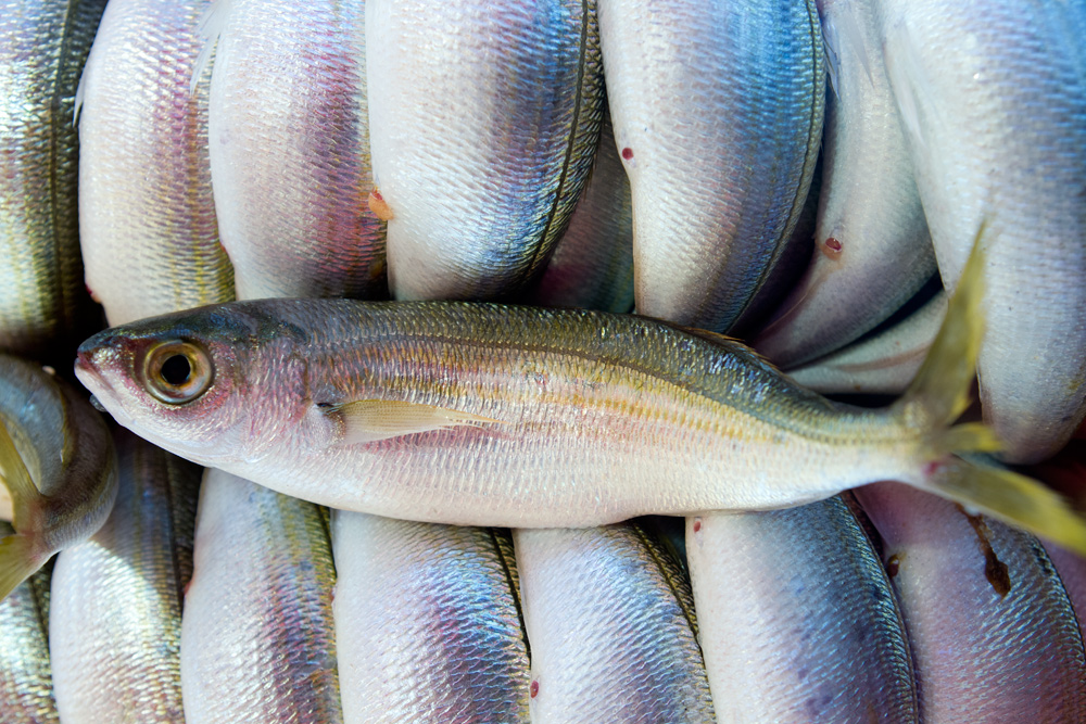 Poisson du marché, Sicily