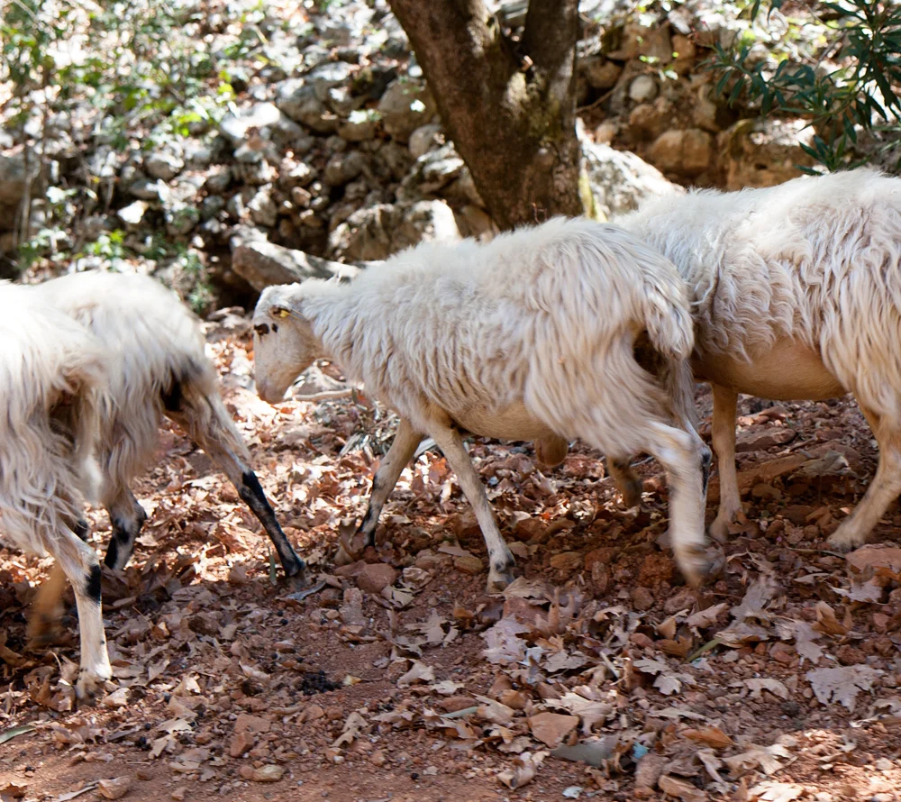 Sheep, Crete, Greece