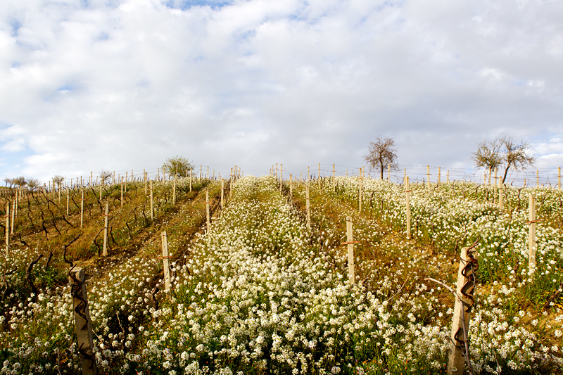 Between the Olive Trees, Sicily