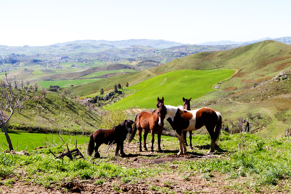 Horses, Sicily