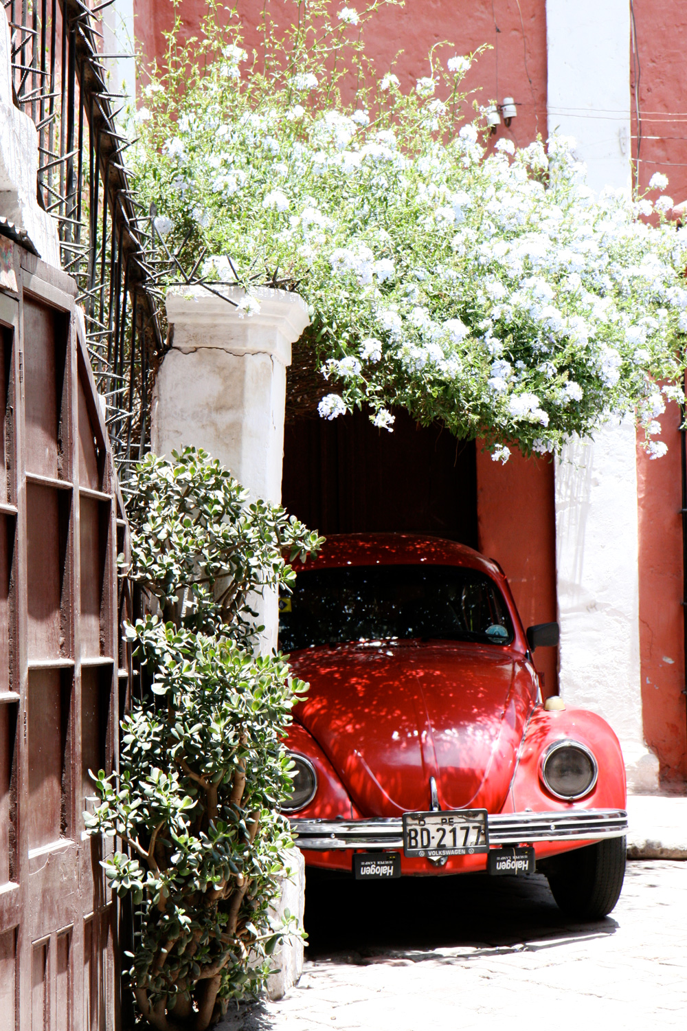 Beetle, Arequipa, Peru