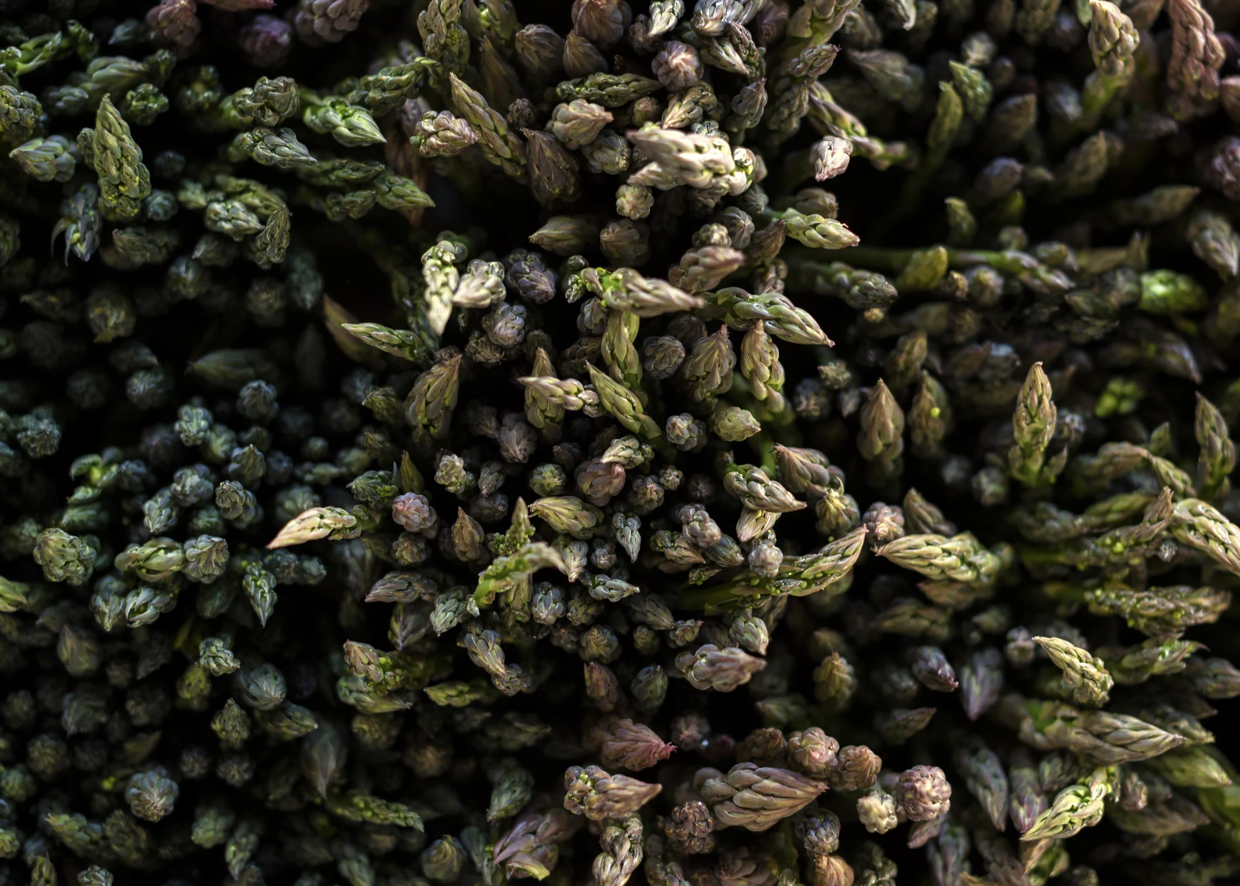 Host_Greenmarket_128_edit.jpg