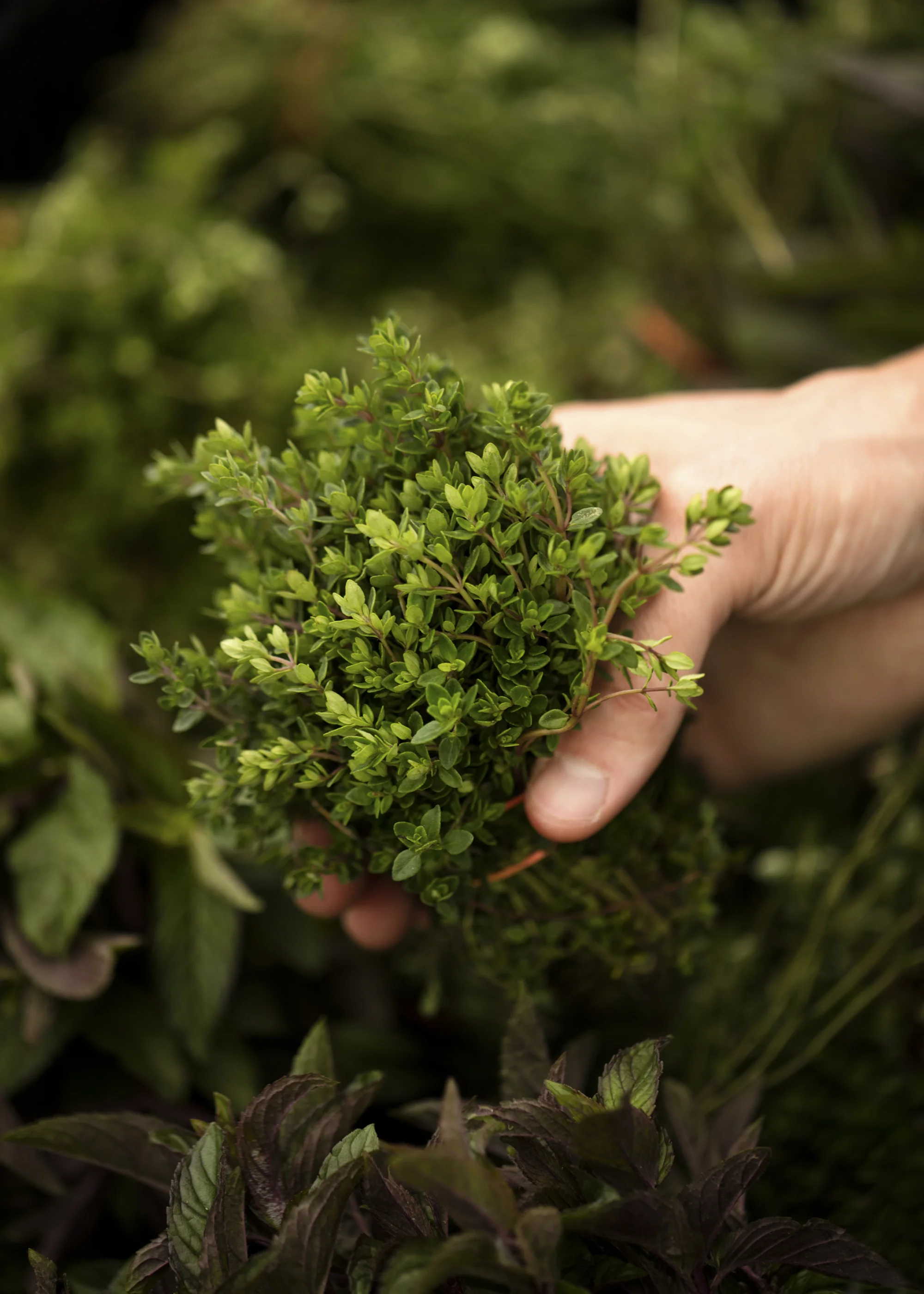 Host_Greenmarket_187_edit.jpg