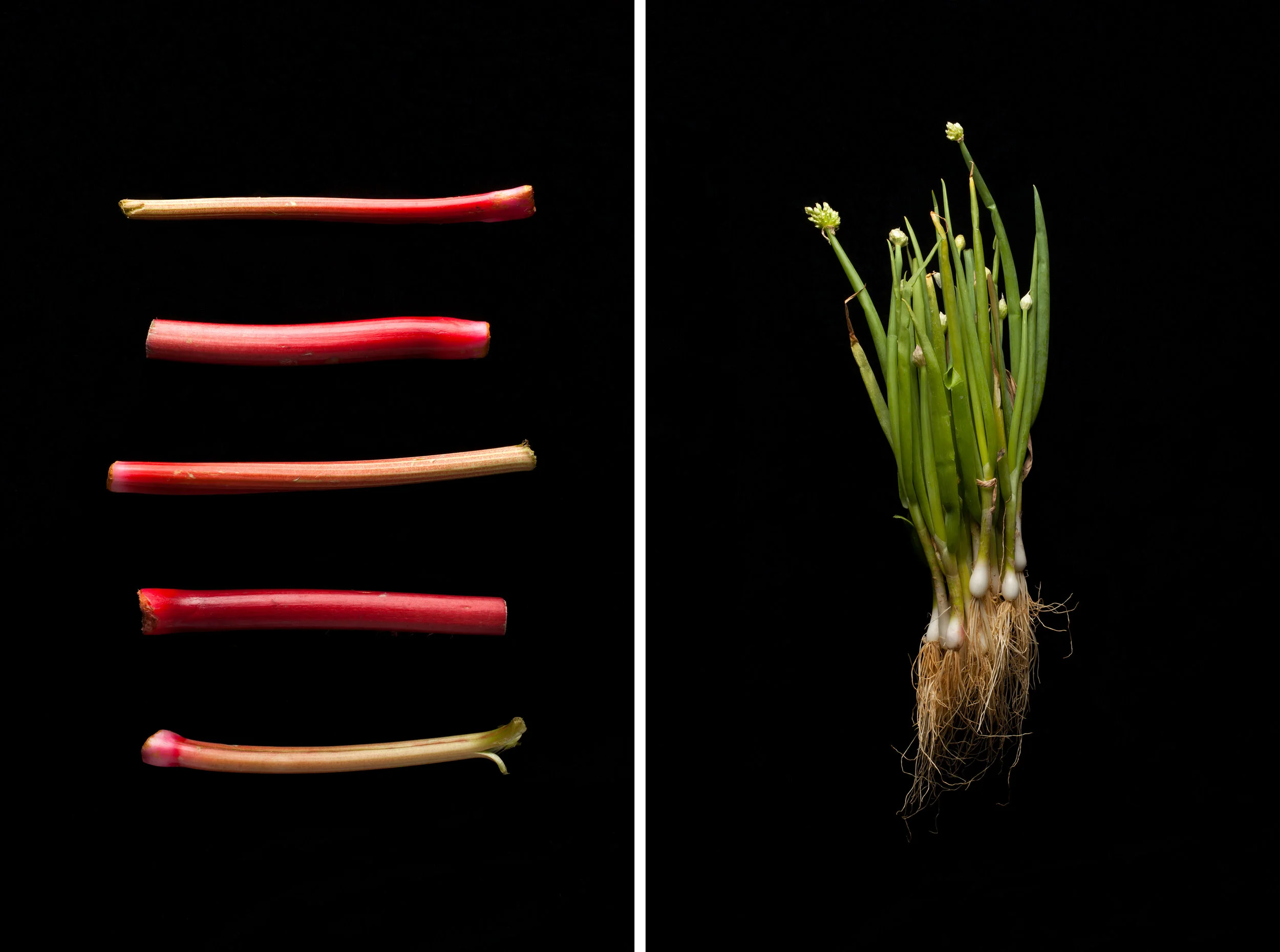 print_veggies_SQSP.jpg