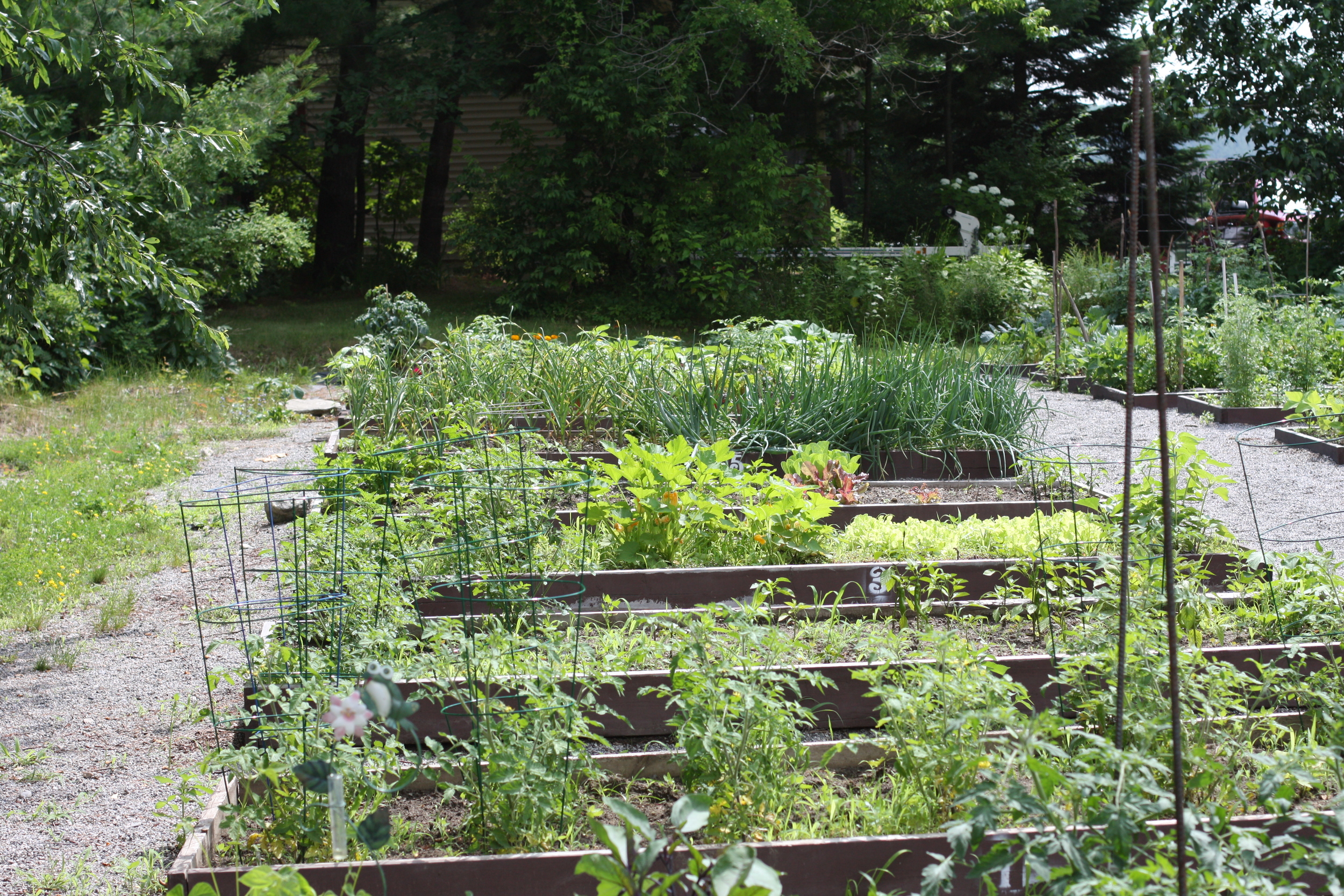 Check out our fine Community Garden -- situated between the Glens Falls National Bank and the Higher Grounds Coffee Shop.