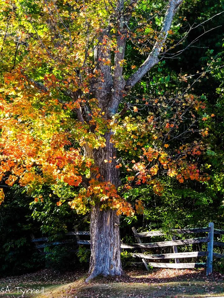 Picture By Sharron Tyrrell