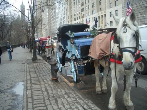 horse.jpg