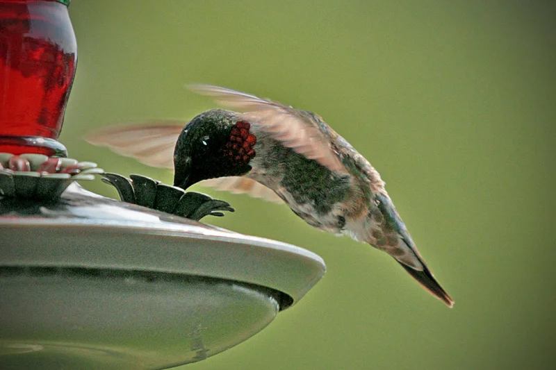 IMG_6540CV.jpg