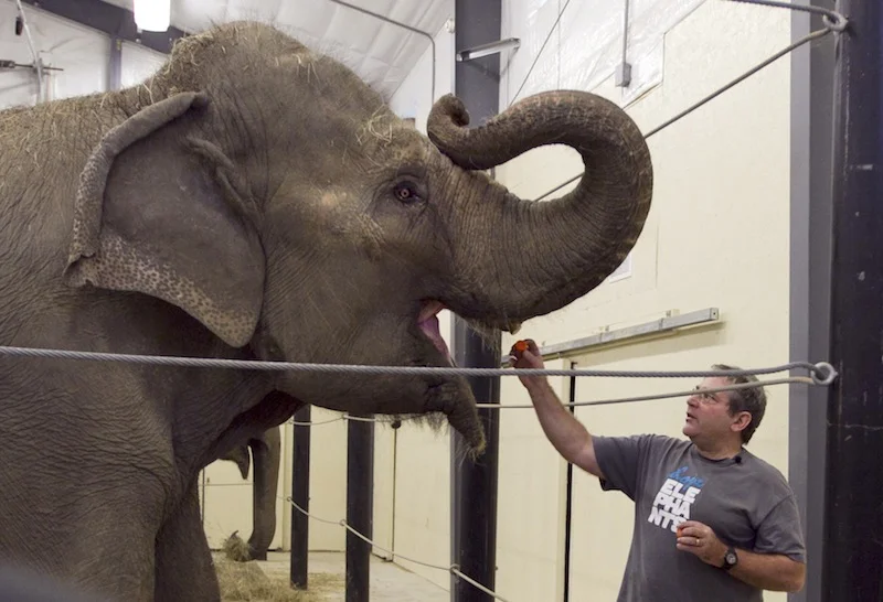 In this 2012 Associated Press photo, Jim Laurita, executive director of Hope Elephants, feeds a carrot to one of the two retired circus elephants at his nonprofit rehabilitation and educational facility.