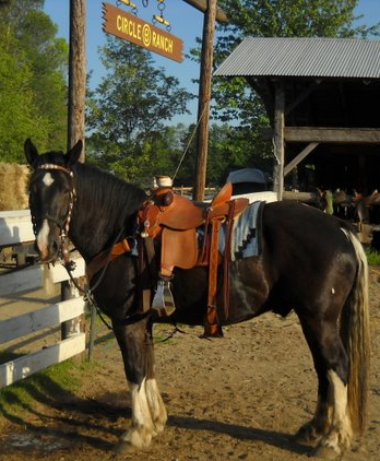 Circle B Ranch's' "Sox"
