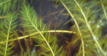 Schroon's Lake Associations React To Governor’s $1 Million ADK Invasive Initiatives