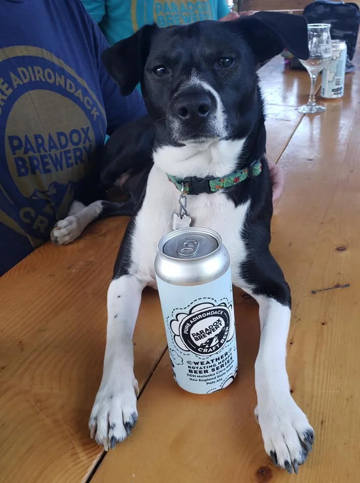 dogphotoofthe week.jpg