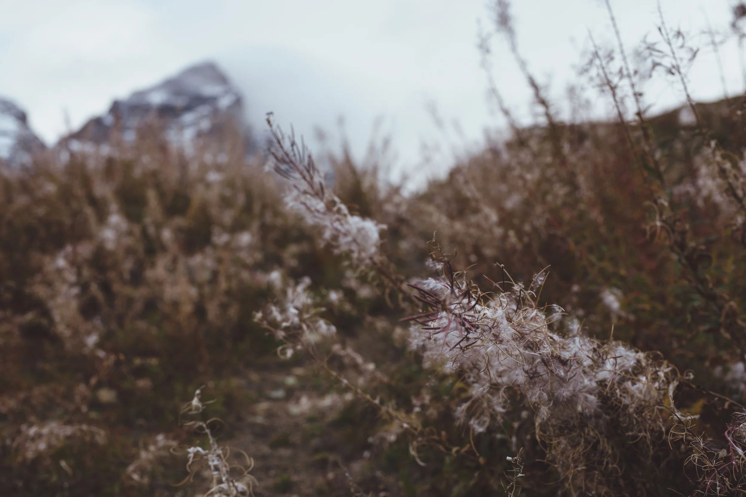 Zurich, Switzerland Engagement (Ueli &amp; Liz)