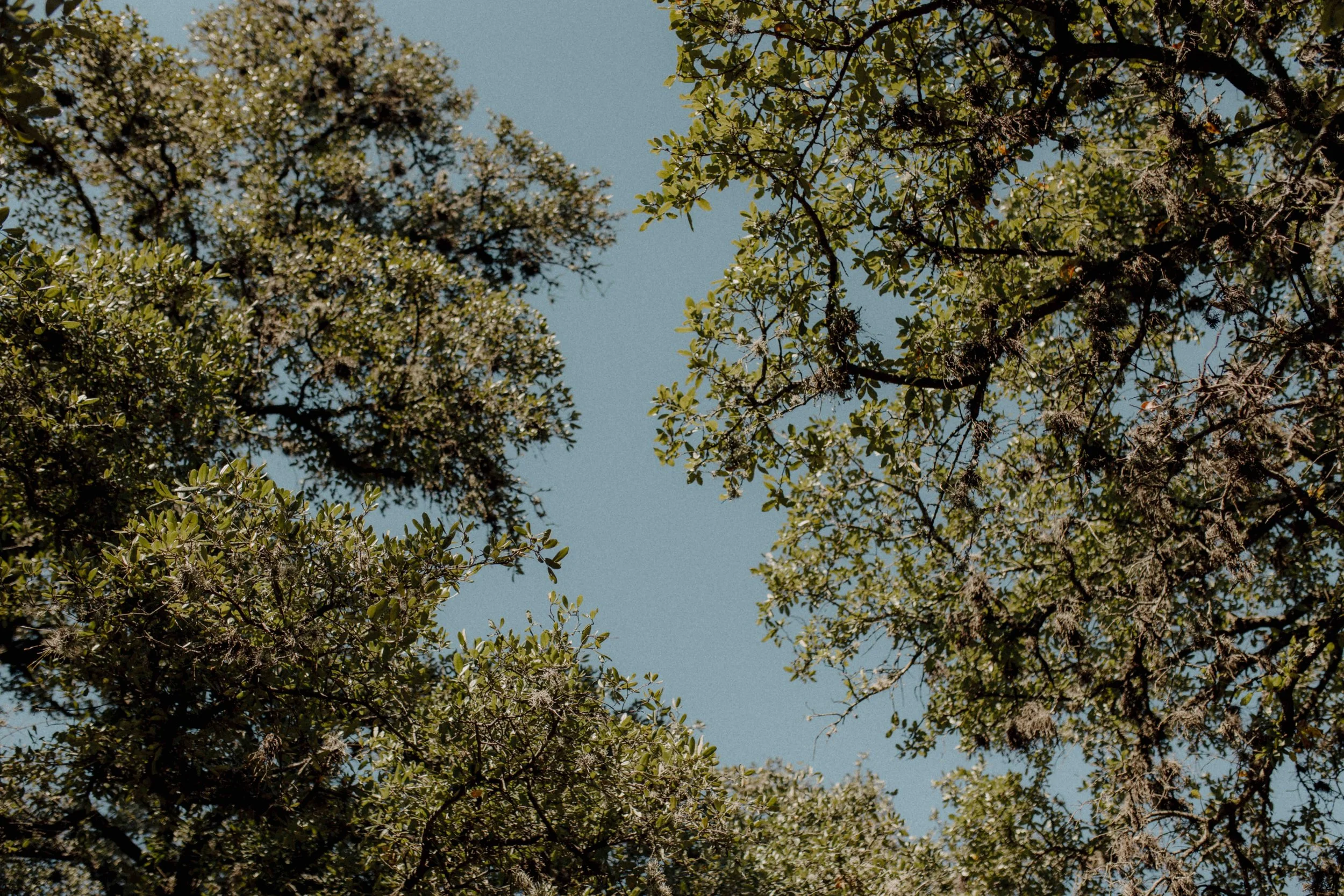 MATTIE-AUSTIN-TEXAS-WEDDING-PHOTOGRAPHY08052.JPG