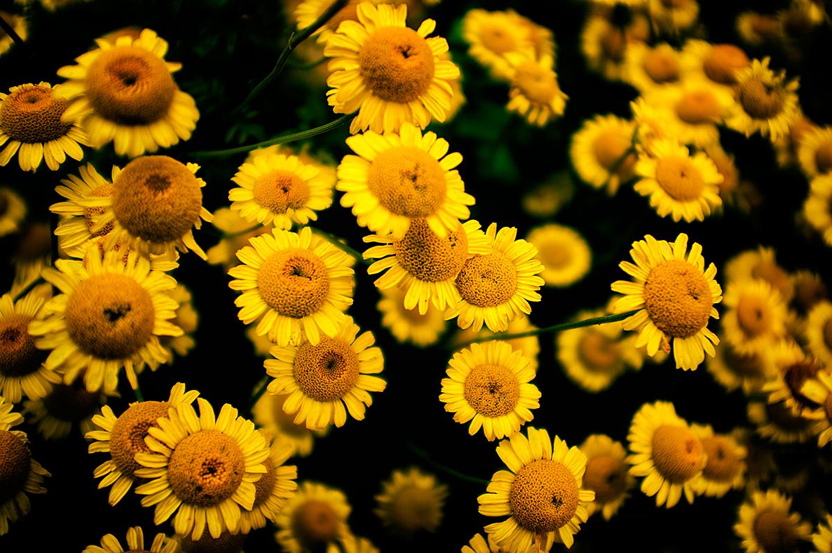 DSCF4717s.jpg