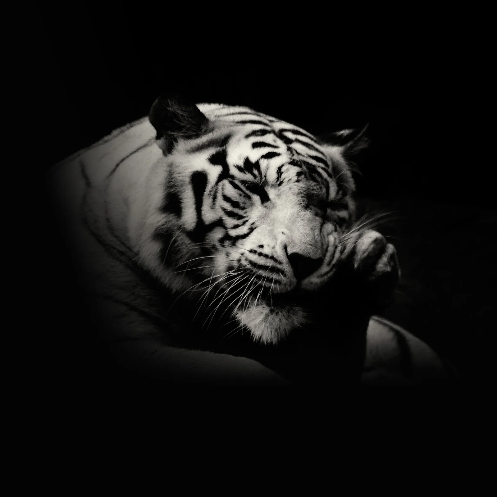white_tiger_in_black_and_white