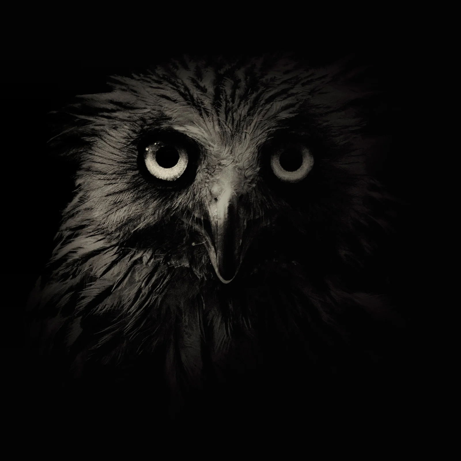 black_and_white_owl