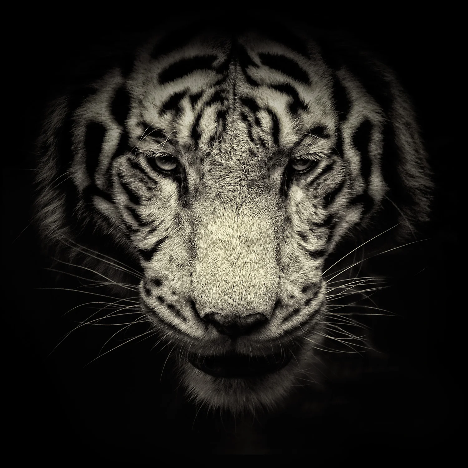 white tiger