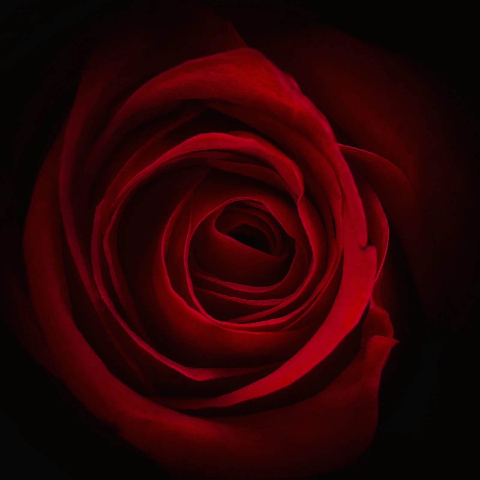 Red rose