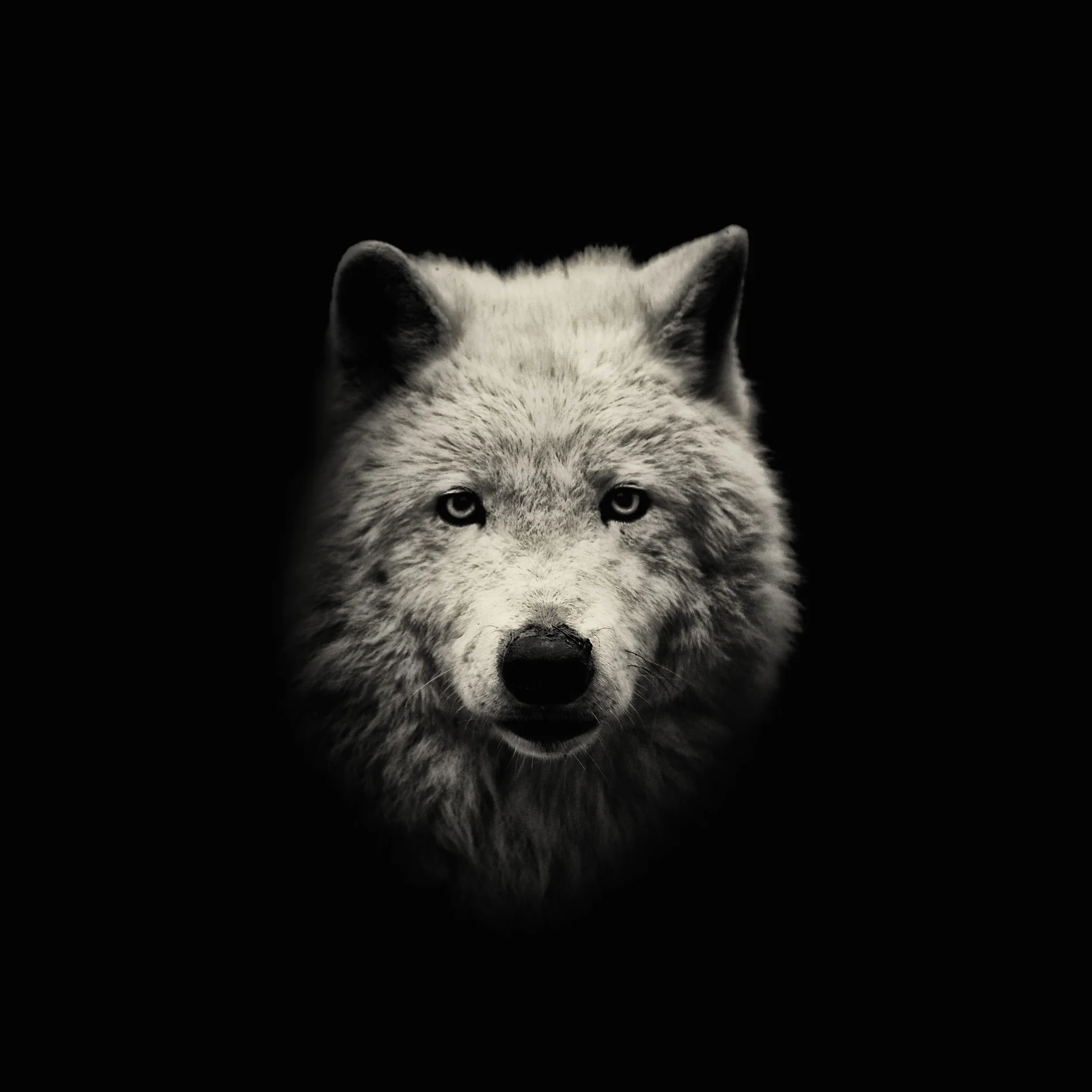 arctic_wolf