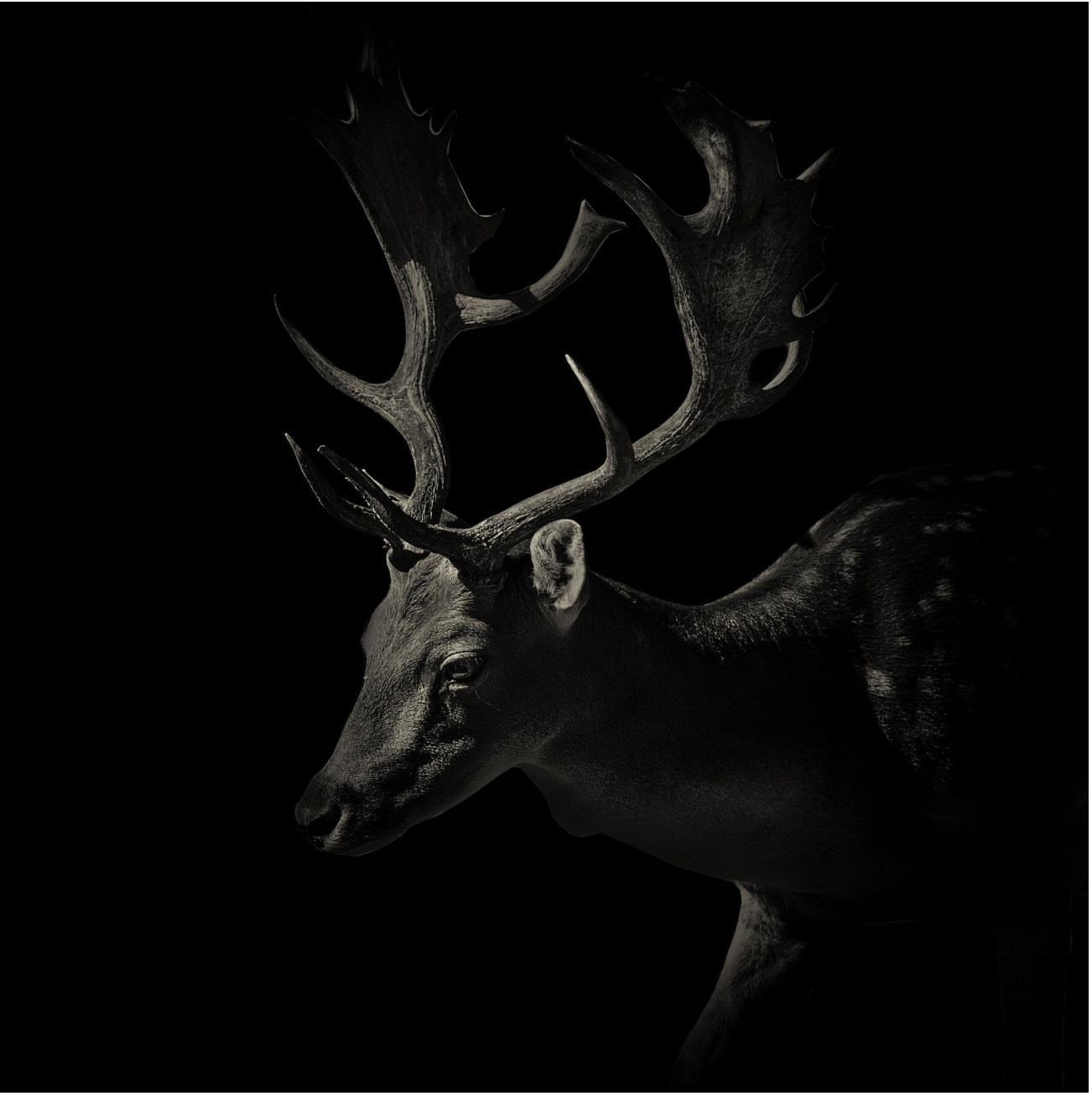 black_and_white_deer