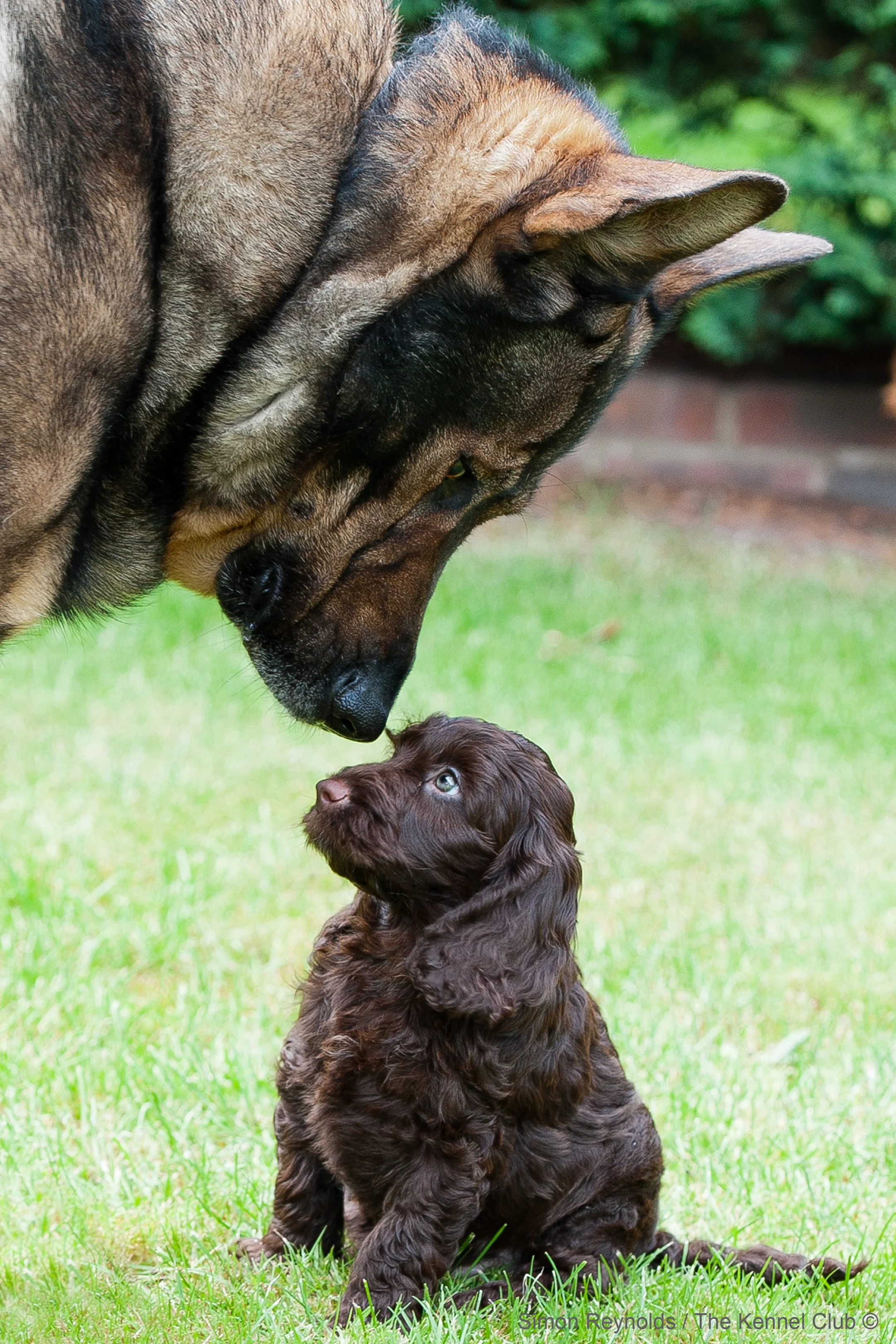 The Kennel Clubs dog photographer of the year, 2014 edition