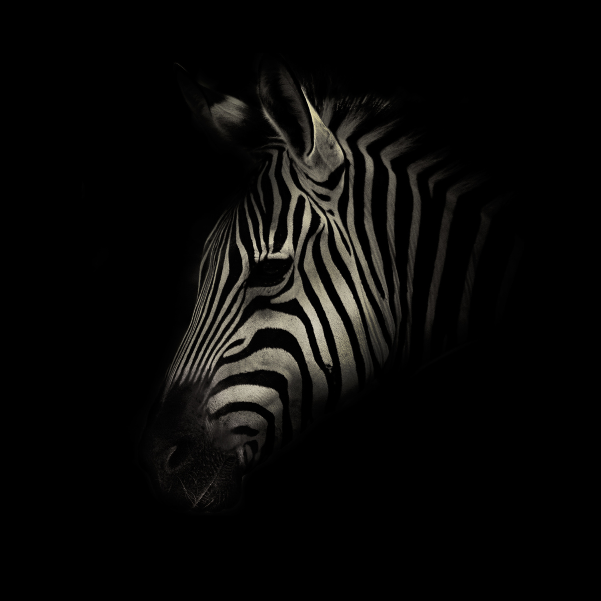 Zebra in B&W / Canvas & limited editions available now.