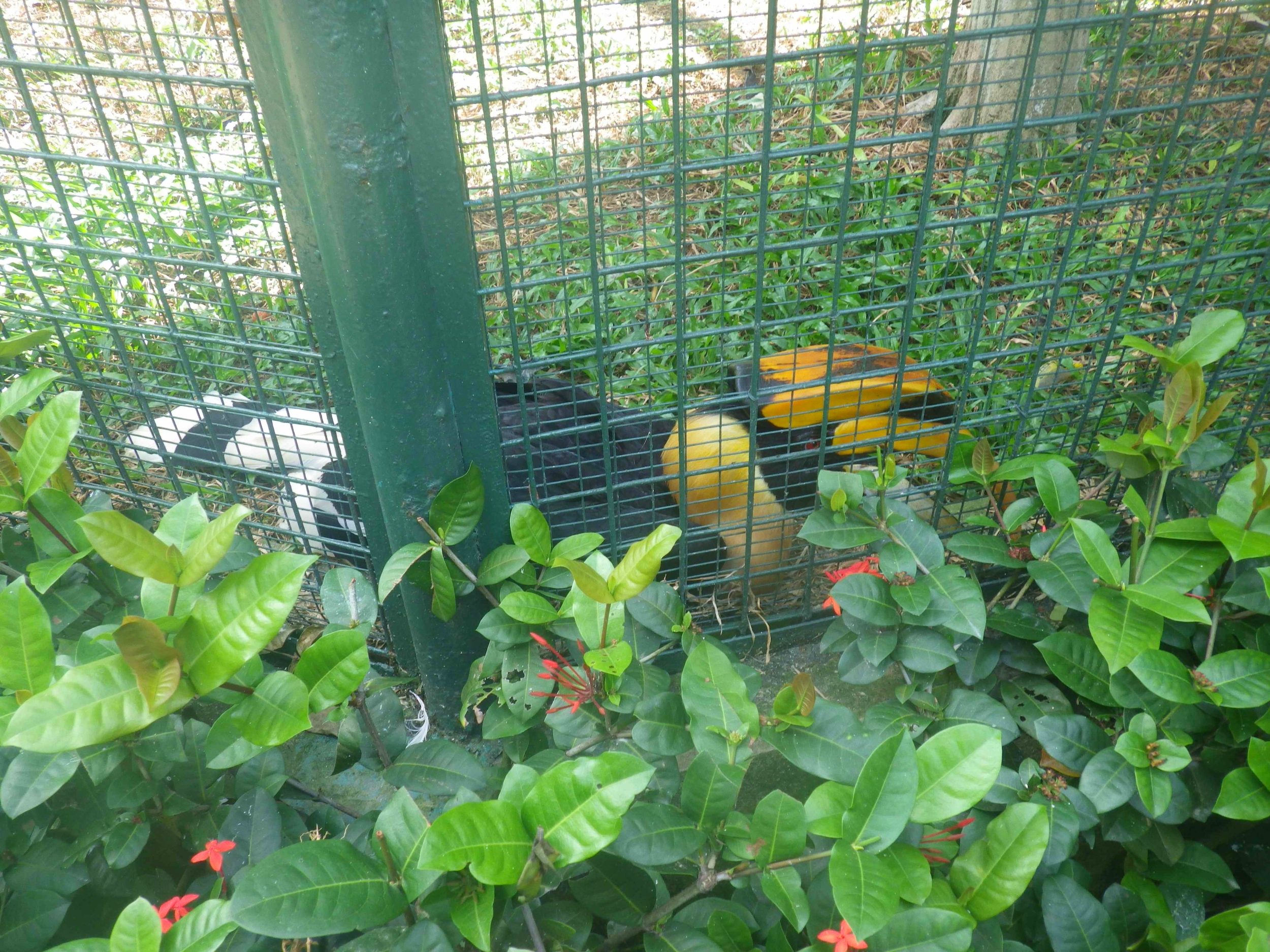 Just awful...  These almost extinct hornbills should not be in cages!