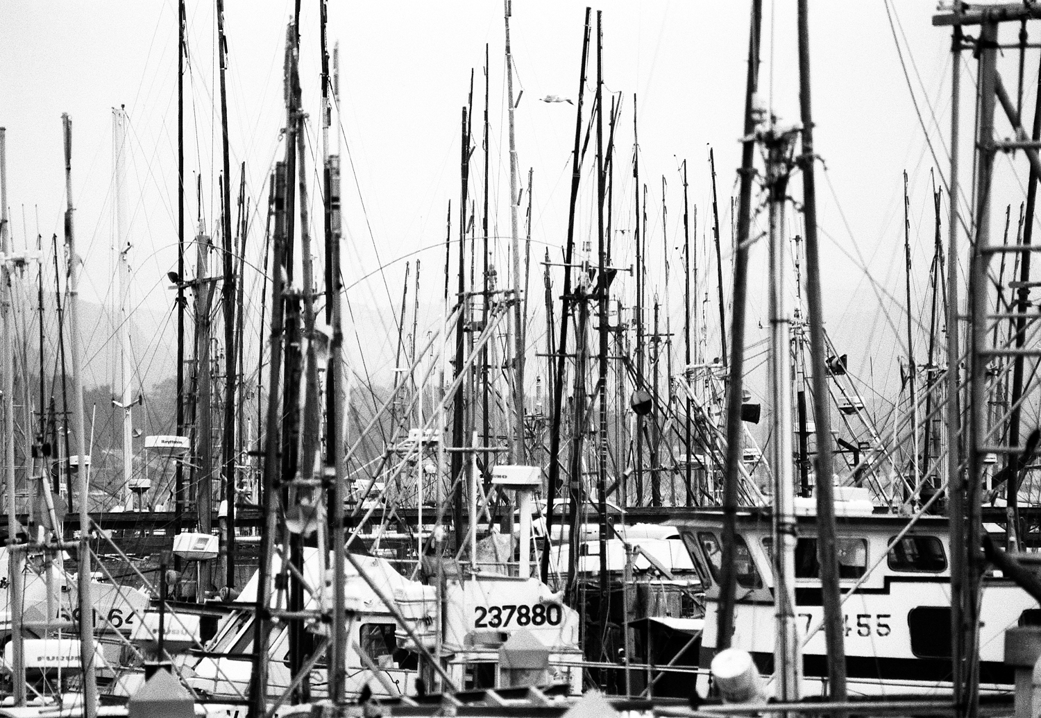 (S)masts 113.5x9.5sharp.jpg