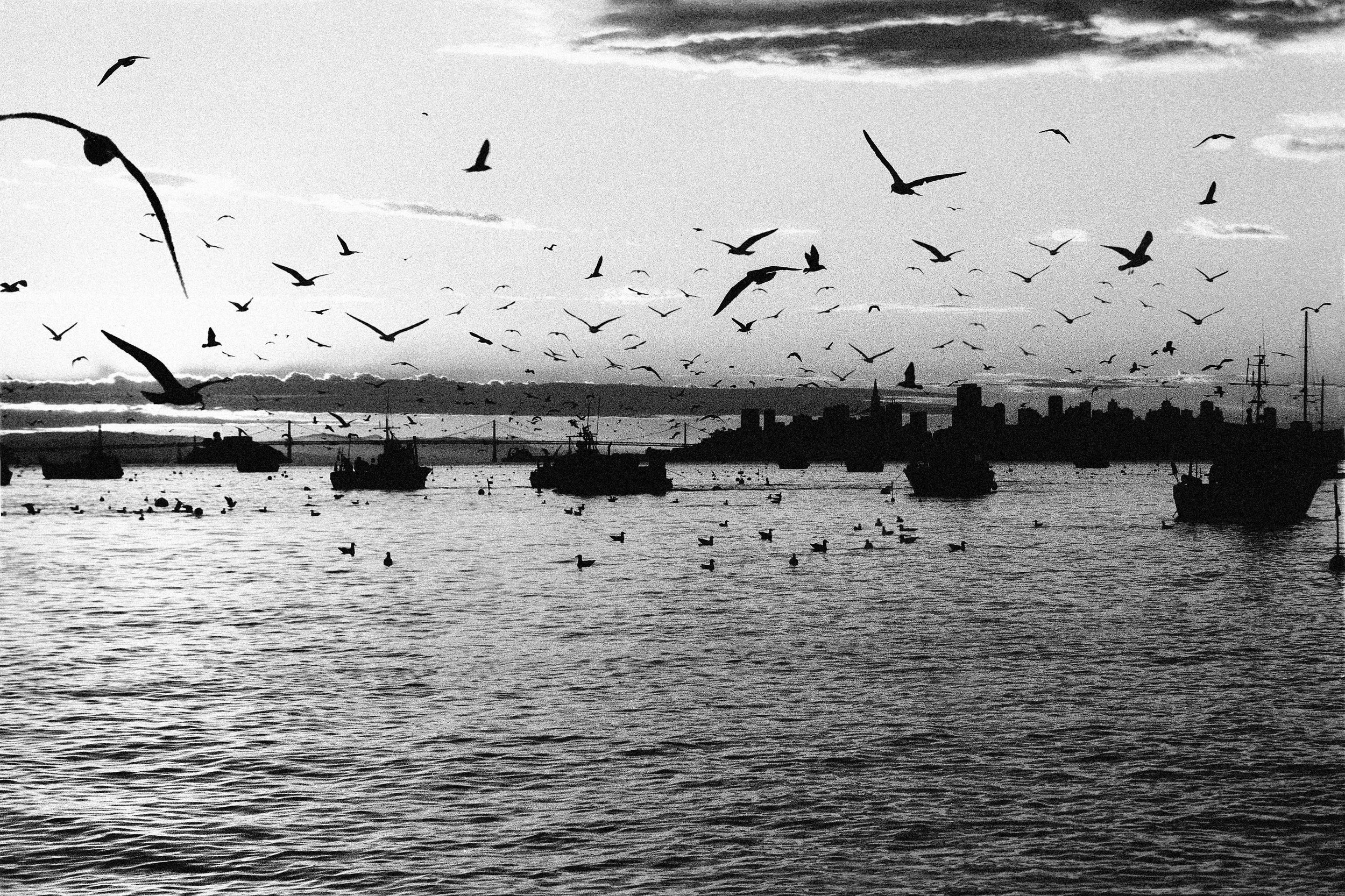 Birds and boats 35 grainUS.jpg